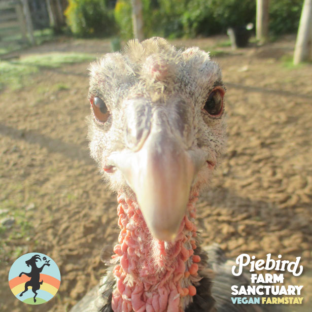 Piebird Farm Sanctuary