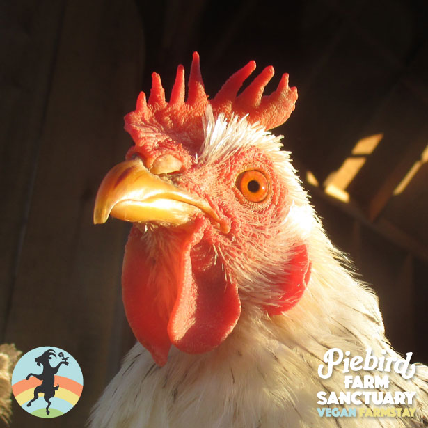 Piebird Farm Sanctuary
