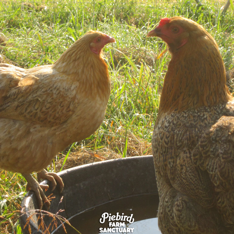 Piebird Farm Sanctuary