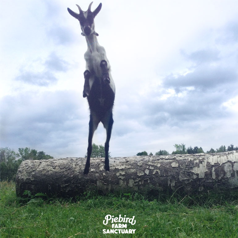 Piebird Farm Sanctuary